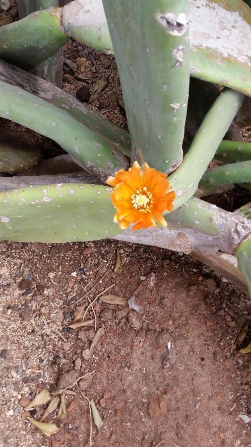 Guest House Orquidea Sal Rei Exterior foto